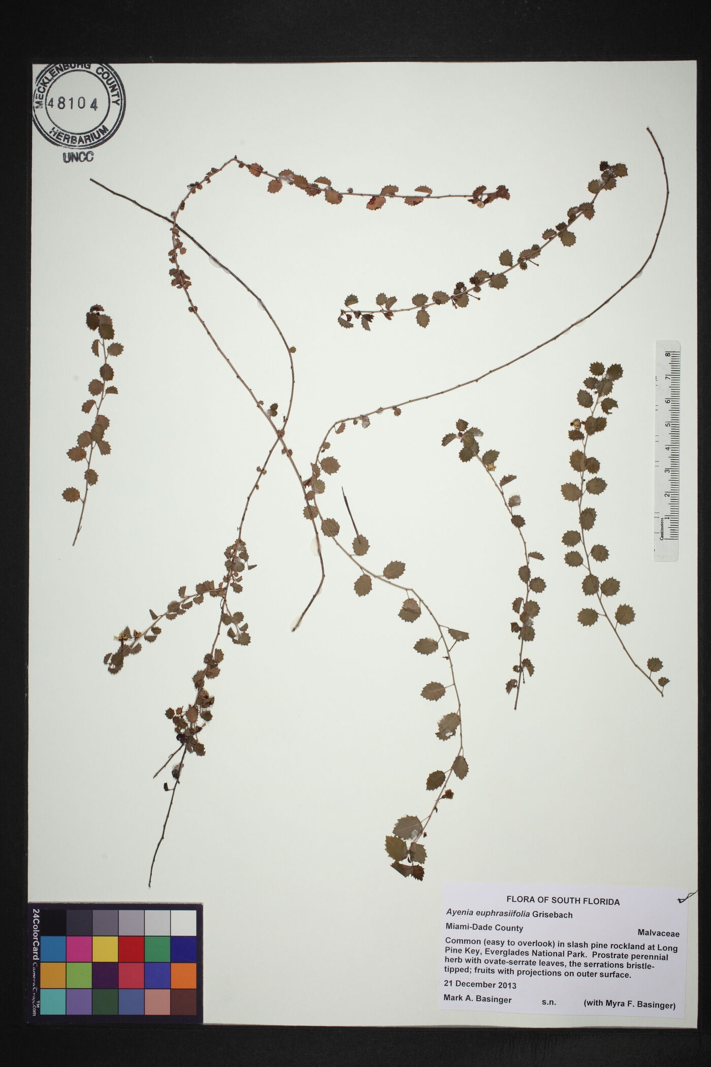 Ayenia euphrasiifolia subsp. euphrasiifolia image