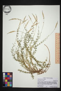 Polygala boykinii image