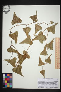 Smilax bona-nox image