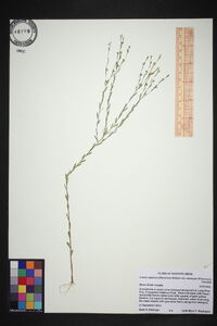 Linum medium image