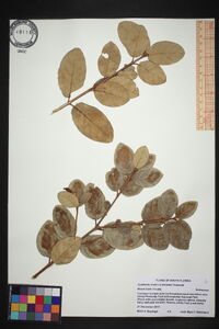 Guettarda scabra image