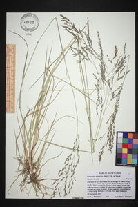 Eragrostis atrovirens image