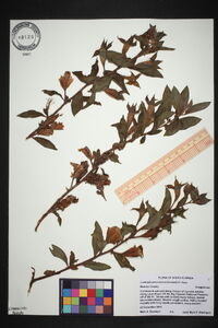 Ludwigia peruviana image