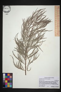 Taxodium ascendens image