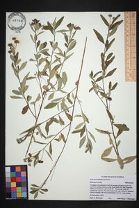 Sida rhombifolia image