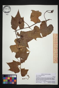 Vitis shuttleworthii image