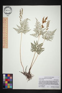 Anemia adiantifolia image