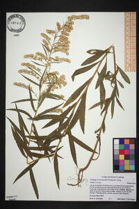 Solidago leavenworthii image