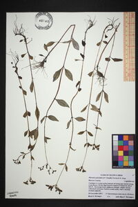 Mitreola petiolata image