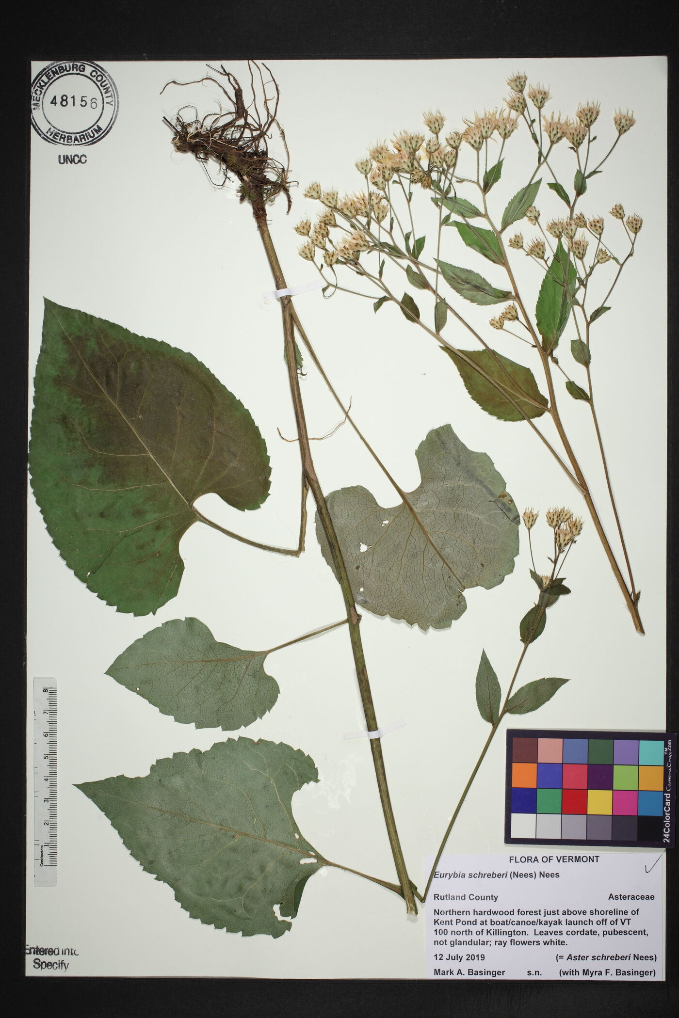 Eurybia schreberi image
