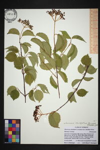 Viburnum dentatum var. lucidum image