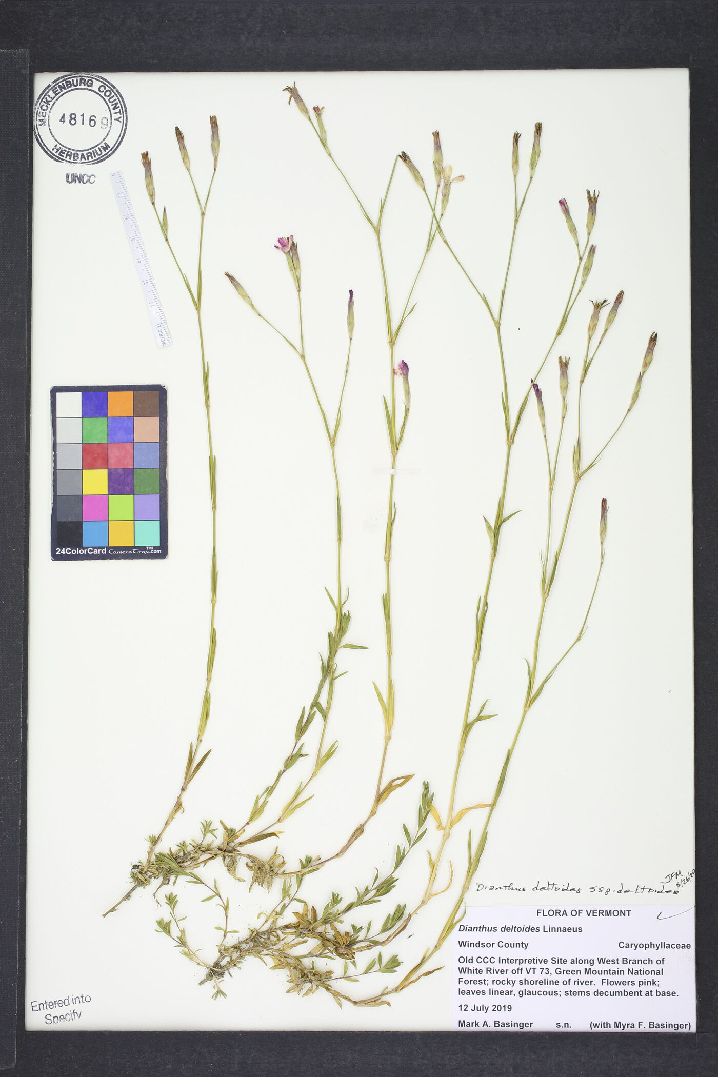 Dianthus deltoides subsp. deltoides image