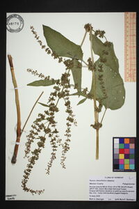 Rumex obtusifolius image