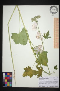 Malva moschata image