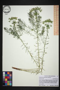 Euphorbia cyparissias image