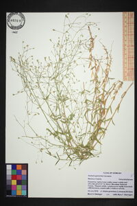 Stellaria graminea image