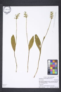 Platanthera clavellata image