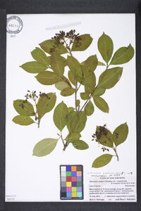 Viburnum cassinoides image