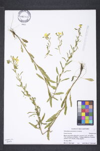 Oenothera perennis image