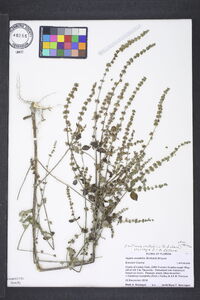 Cantinoa mutabilis image