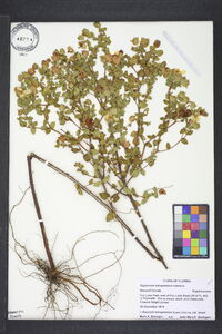 Hypericum tetrapetalum image