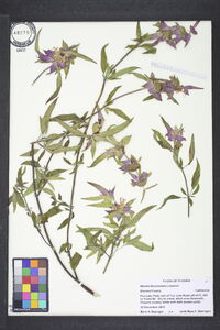 Monarda punctata image