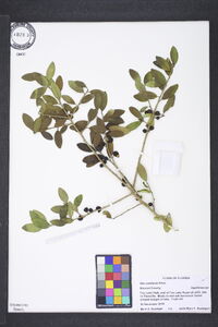 Ilex vomitoria image