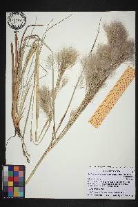 Andropogon glomeratus var. pumilus image