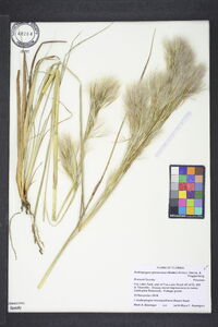 Andropogon glomeratus image