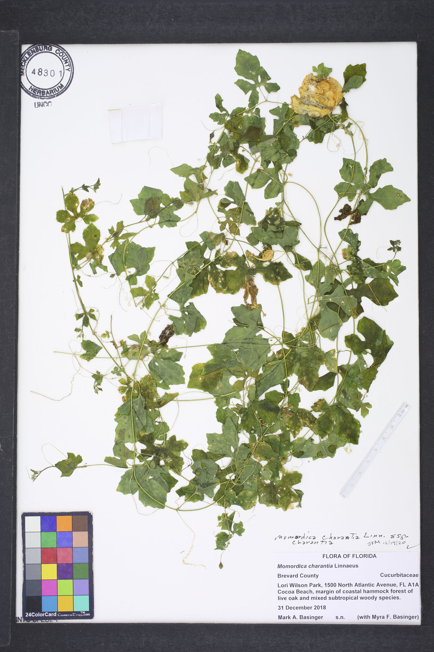 Momordica charantia subsp. charantia image