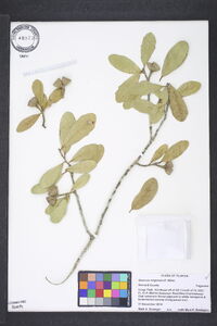 Quercus virginiana image