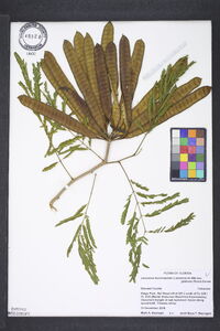 Leucaena leucocephala image