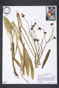 Coreopsis floridana image
