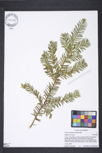 Taxus canadensis image