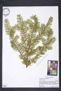 Taxus canadensis image