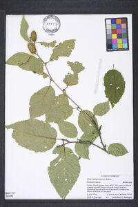 Betula alleghaniensis image