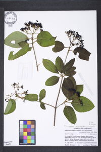 Viburnum cassinoides image