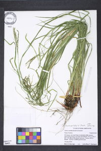 Carex arctata image