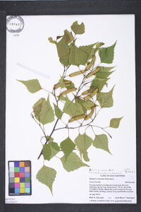 Betula pendula image