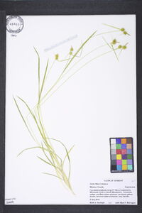 Carex flava image