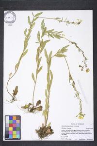 Oenothera perennis image