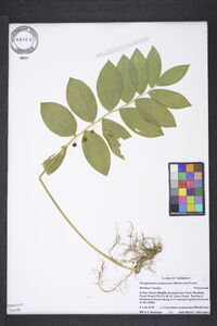 Polygonatum pubescens image