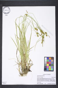 Carex flava image