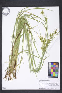 Carex pallescens image