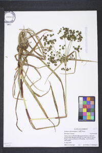 Scirpus microcarpus image