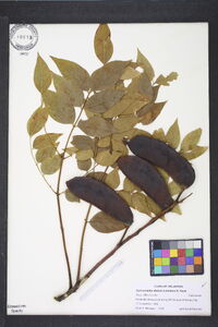 Gymnocladus dioicus image