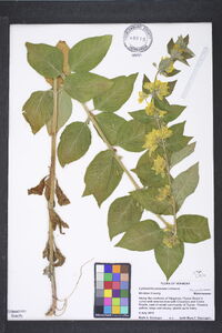 Lysimachia punctata image