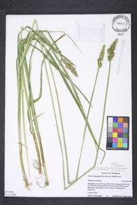 Carex stipata var. stipata image