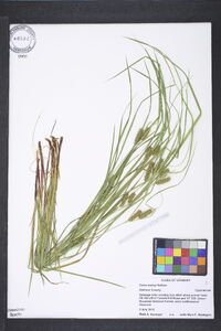 Carex baileyi image