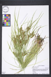 Carex baileyi image